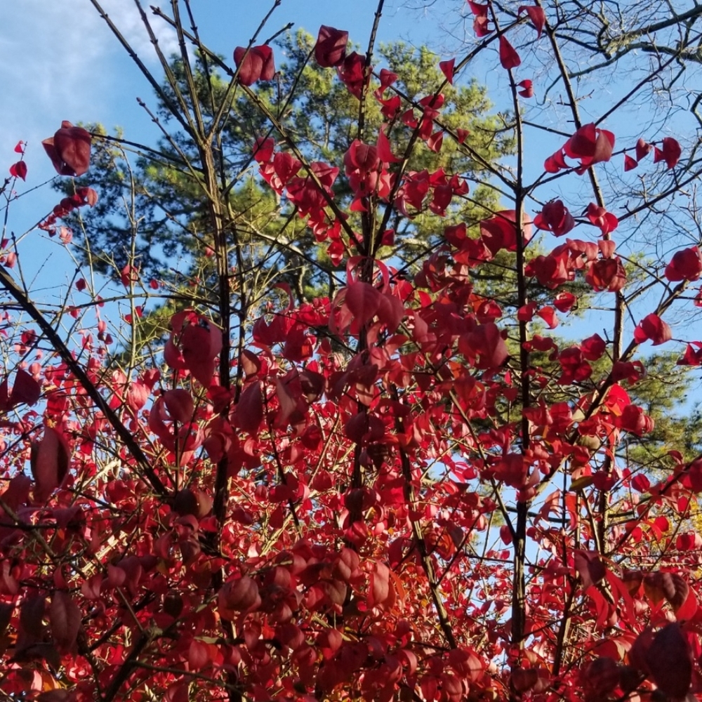 Meet your Posher, Blessed